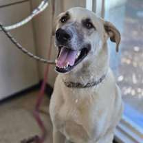 Thumbnail photo of Jake #4