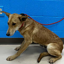 Thumbnail photo of Tokyo (Chesnut #1) #2