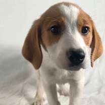 Thumbnail photo of Skye #4