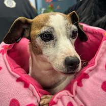 Thumbnail photo of Lil Mama #1