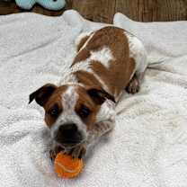 Thumbnail photo of Finn *Adoption Pending* #3