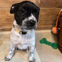 Thumbnail photo of Faye *Adoption Pending* #4