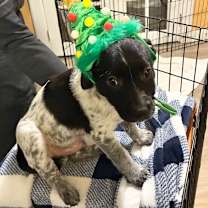 Thumbnail photo of Grady #1