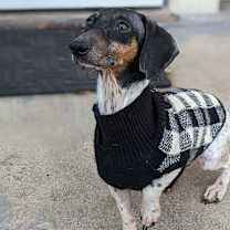 Thumbnail photo of Gemma #1