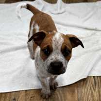 Thumbnail photo of Finn *Adoption Pending* #4