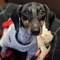 Thumbnail photo of Gemma #2