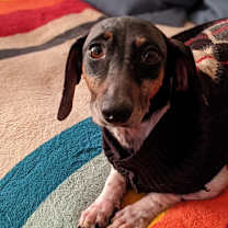 Thumbnail photo of Gemma #3