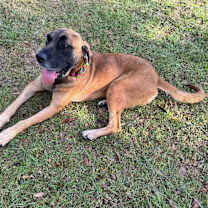 Thumbnail photo of Xanax #4