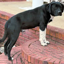 Thumbnail photo of TRACE #2