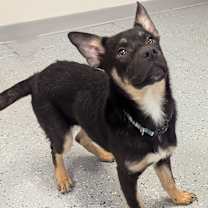 Thumbnail photo of Shem #3