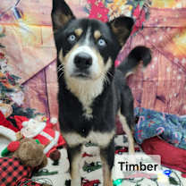 Thumbnail photo of Timber #1