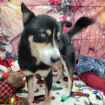 Thumbnail photo of Timber #3