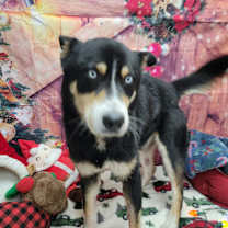 Thumbnail photo of Timber #4