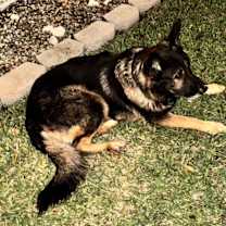 Thumbnail photo of Oden #1