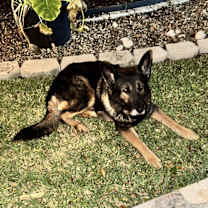 Thumbnail photo of Oden #2