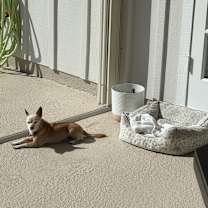 Thumbnail photo of Nacho #2