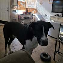 Thumbnail photo of Ruger #1