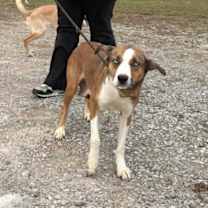 Thumbnail photo of Angel  #2