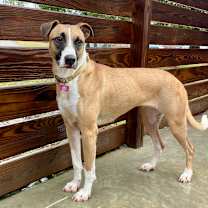 Thumbnail photo of Biscuit #1