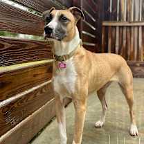 Thumbnail photo of Biscuit #3