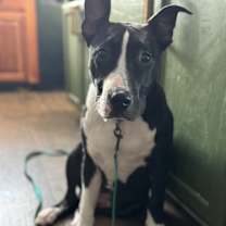 Thumbnail photo of Atlas #1