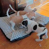 Thumbnail photo of Basset Hound Mix Puppies #1