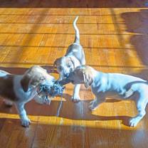 Thumbnail photo of Basset Hound Mix Puppies #3