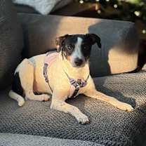 Thumbnail photo of Finn #1