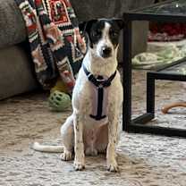 Thumbnail photo of Finn #2