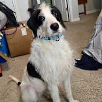 Thumbnail photo of Snoopy #4