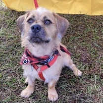 Thumbnail photo of Sam Handwich #2