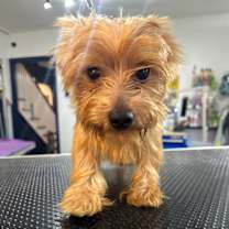 Thumbnail photo of Joey #4