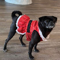 Thumbnail photo of Tessie #1