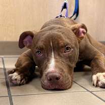 Thumbnail photo of Moose #1