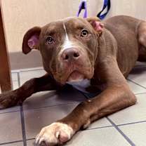 Thumbnail photo of Moose #2