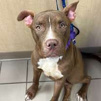 Thumbnail photo of Moose #3