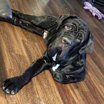 Thumbnail photo of Koba #3