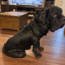 Thumbnail photo of Koba #1