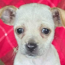 Thumbnail photo of Frida #1