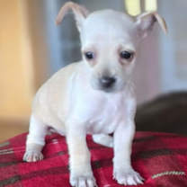 Thumbnail photo of Frida #2