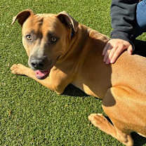 Thumbnail photo of Taz #3