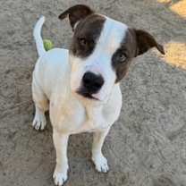 Thumbnail photo of CUDDLES #1