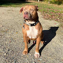 Thumbnail photo of Bailey #1