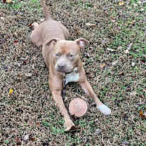 Thumbnail photo of Bailey #2