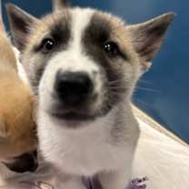 Thumbnail photo of Crystal #1