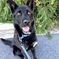 Thumbnail photo of Bear 21915 #1