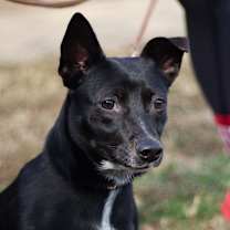 Thumbnail photo of Pippa 22007 #1