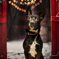 Thumbnail photo of Pippa 22007 #4