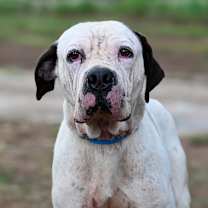 Thumbnail photo of Happ #1