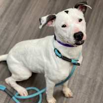 Thumbnail photo of Joy #2